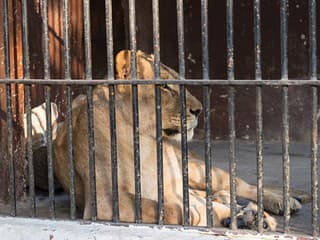 Tragédia v zoo: Výlet