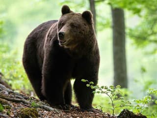 FAMÓZNE VIDEO Muž v