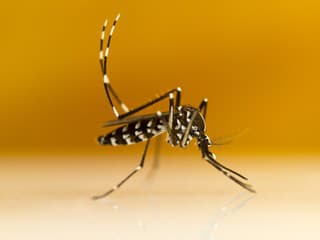 Invázny druh komára tigrovaného