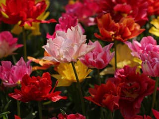 O cibuľoviny sa treba