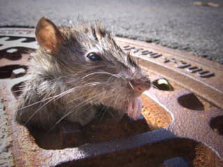 Invázia potkanov: Terorizujú obyvateľov,