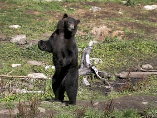 VIDEO Medveď v ŠKÔLKE!