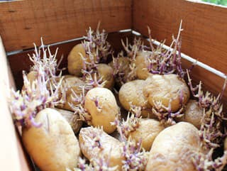 Naklíčené zemiaky pozná každý: