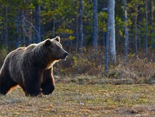 Stretnutia medveďov a ľudí