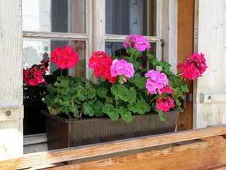 Môžu muškáty kvitnúť celé