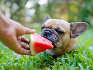 Pes nie je odpadkový