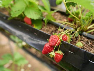 Nemáte záhradu, nezúfajte: Pestovať