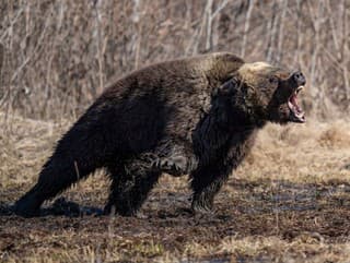 Medveď zaútočil na mužove