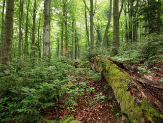 Najkrajšie lesy a pralesy