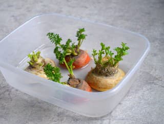 Nekonečná zelenina vyrastie aj