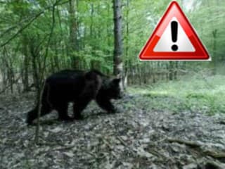 AKTUÁLNE POZOR MEDVEĎ sa