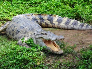Samica krokodíla na Kostarike