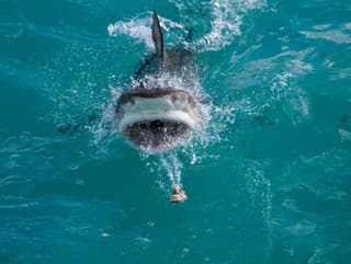 Nové informácie o smrtiacom