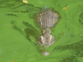 Panenské počatie: Samica krokodíla