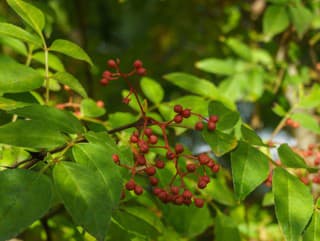 Impozantný zjav a LIEČIVÁ