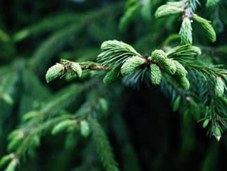 Voňavý a chutný sirup