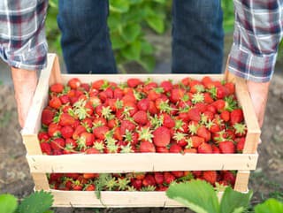 Začal samozber jahôd: Kde