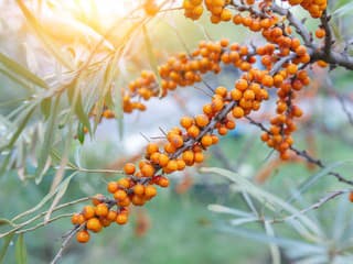 KONIEC omega-3 mastným kyselinám?