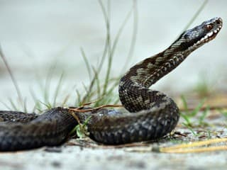 HOROROVÉ chvíle! Ženu na