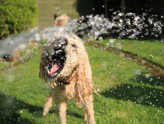 Pripravte svojmu psíkovi zdravé