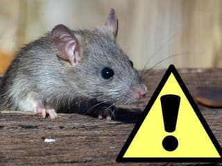 VIDEO AGRESÍVNE POTKANY zaplavili