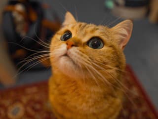 Hladkáš každé mačiatko, ktoré