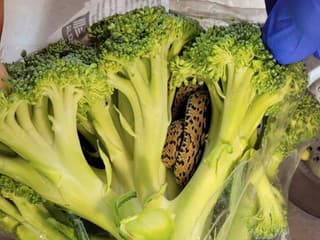Skrýša užovky v brokolici