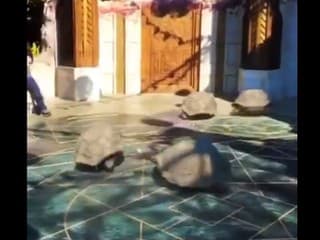 Bizarné VIDEO bežiacich korytnačiek