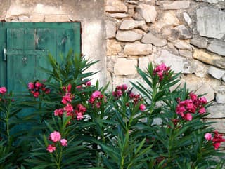 Rastlina mesiaca: Oleander urobí