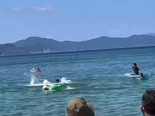 Útok delfína na obľúbenej