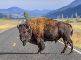 Hrôzostrašný útok bizóna na