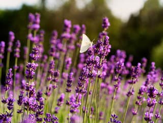 Striháme levanduľu: Poradíme vám