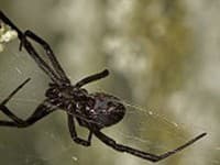 Invázia nebezpečných pavúkov v