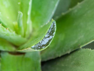 ODBORNÍCI na toxikológiu upozorňujú