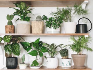 Pestujete doma izbové rastliny?