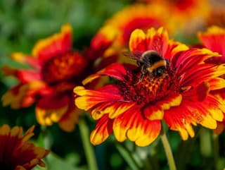 Kvitnúce rastliny, ktoré milujú