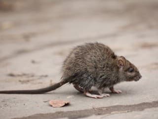 Vedci šteklili potkanov! Zarazí