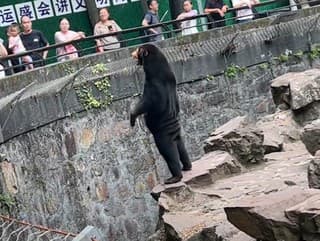 VIDEO z čínskej zoo