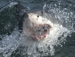 Útok žraloka: Poradíš si,