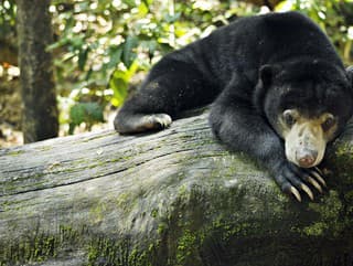 Medvede alebo zamestnanci v prestrojení?