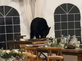 Na svadbu vtrhol medveď: