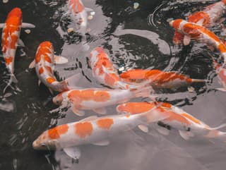 Reštaurácia v Osake rozdeľuje internet: