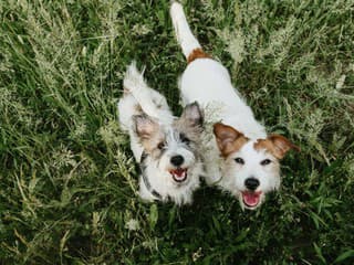 Rebríček 20 najsledovanejších zvieracích