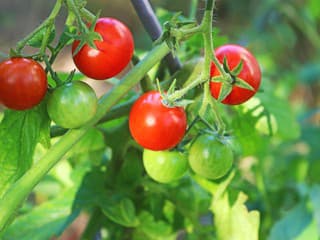 Môžu byť RAJČINY jedovaté?