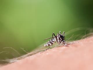 Invázia nebezpečných komárov: Už