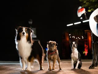 RECENZIA Súlož, krv a