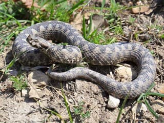 Na Slovensku žije jedovatý