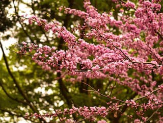 Záplava kvetov vo vašej