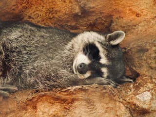 Vkrádajú sa do domov