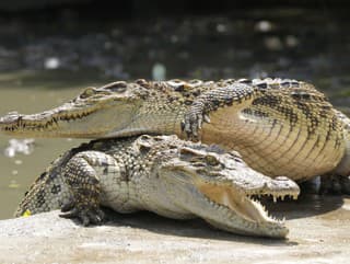 Siamské krokodíly patria k